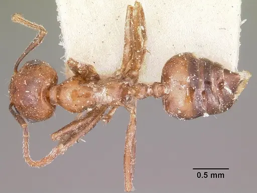 Crematogaster ranavalonae - CASENT0101830