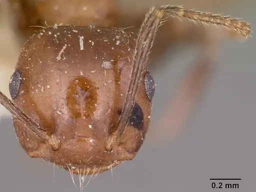 Crematogaster ranavalonae - CASENT0101830