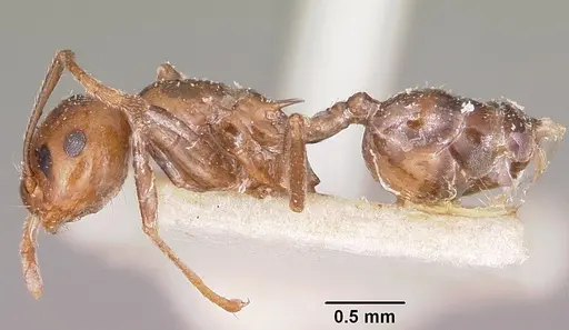Crematogaster ranavalonae - CASENT0101830