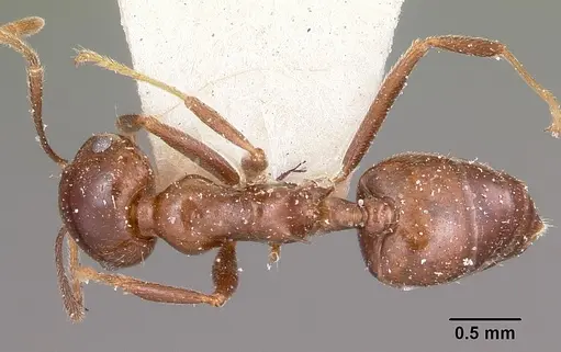 Crematogaster ranavalonae - CASENT0101840