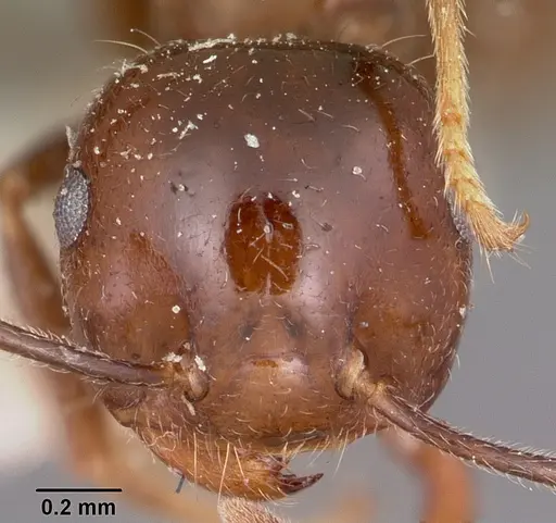 Crematogaster ranavalonae - CASENT0101840