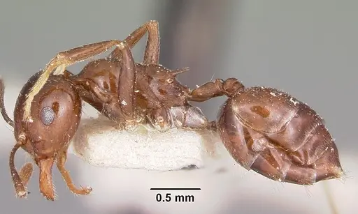Crematogaster ranavalonae - CASENT0101840