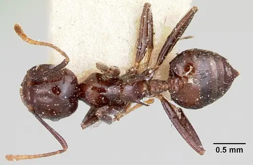 Crematogaster ranavalonae - CASENT0101847