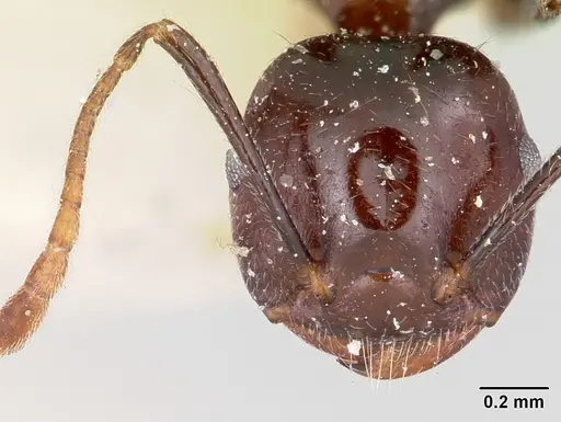 Crematogaster ranavalonae - CASENT0101847