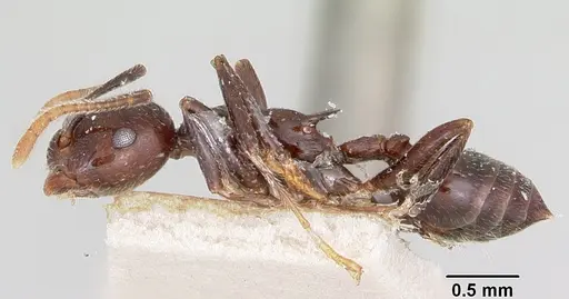 Crematogaster ranavalonae - CASENT0101847