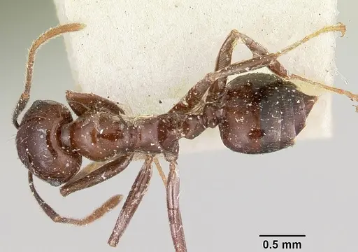 Crematogaster ranavalonae - CASENT0101877