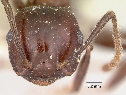 Crematogaster ranavalonae - CASENT0101877