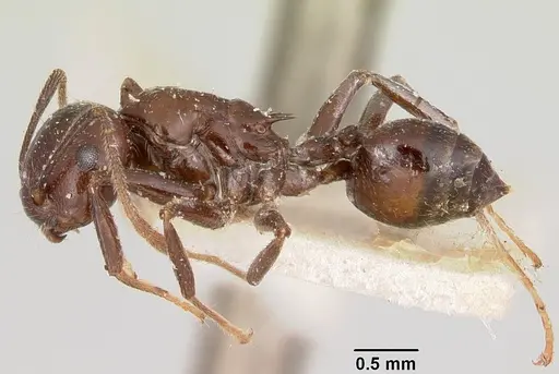 Crematogaster ranavalonae - CASENT0101877