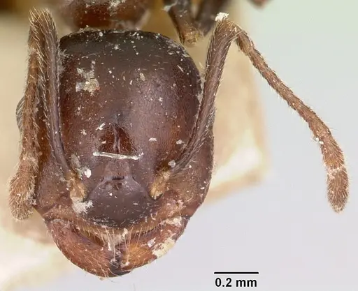 Crematogaster ranavalonae - CASENT0101878