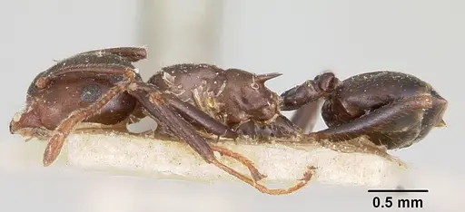 Crematogaster ranavalonae - CASENT0101878