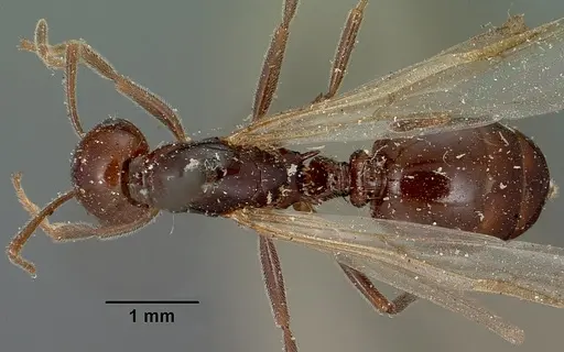 Crematogaster ranavalonae - CASENT0101902