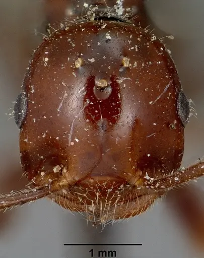 Crematogaster ranavalonae - CASENT0101902