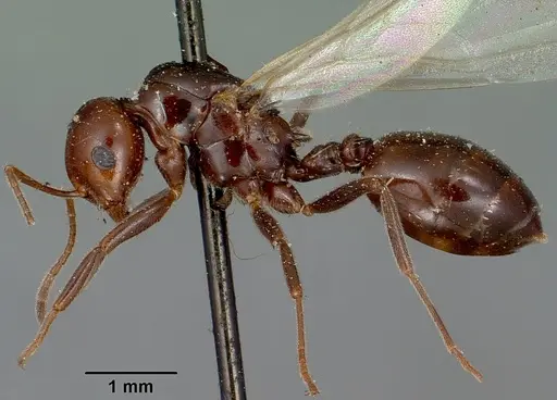 Crematogaster ranavalonae - CASENT0101902