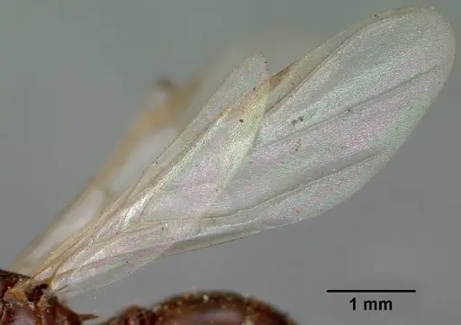 Crematogaster ranavalonae - CASENT0101902