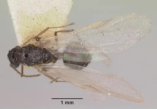 Crematogaster ranavalonae - CASENT0101909
