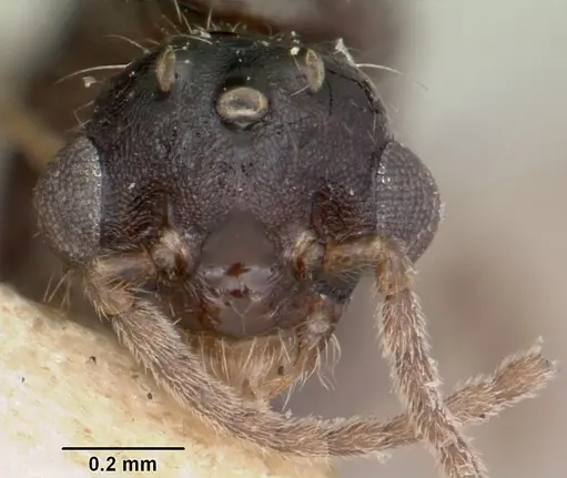 Crematogaster ranavalonae - CASENT0101909