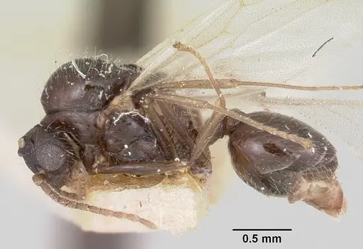 Crematogaster ranavalonae - CASENT0101909