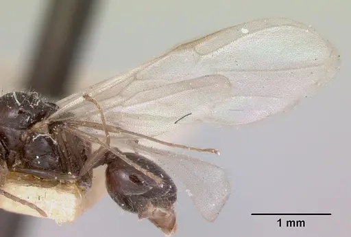 Crematogaster ranavalonae - CASENT0101909