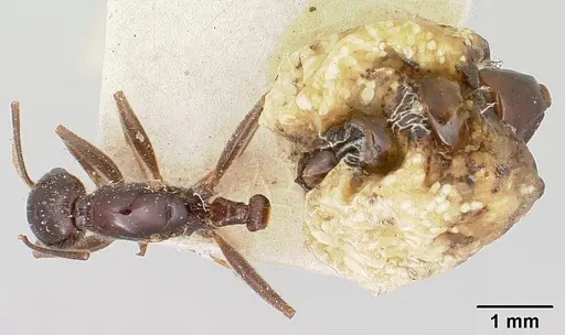 Crematogaster ranavalonae - CASENT0101934