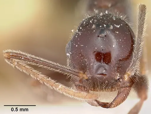 Crematogaster ranavalonae - CASENT0101934