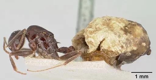 Crematogaster ranavalonae - CASENT0101934