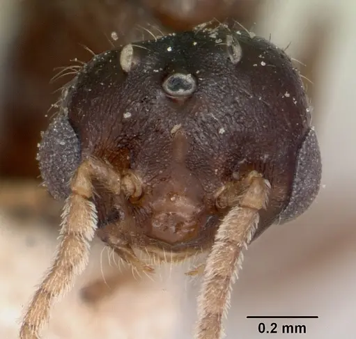 Crematogaster ranavalonae - CASENT0101939