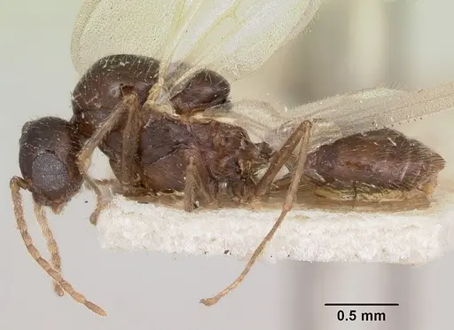 Crematogaster ranavalonae - CASENT0101939