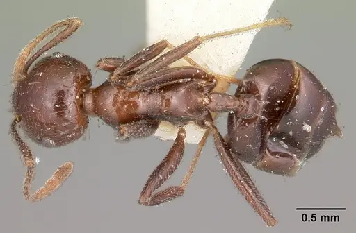 Crematogaster ranavalonae - CASENT0102957