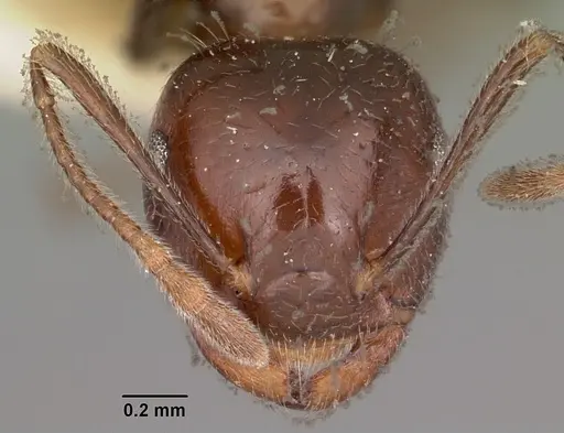 Crematogaster ranavalonae - CASENT0102957