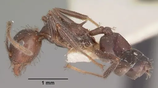 Crematogaster ranavalonae - CASENT0102957