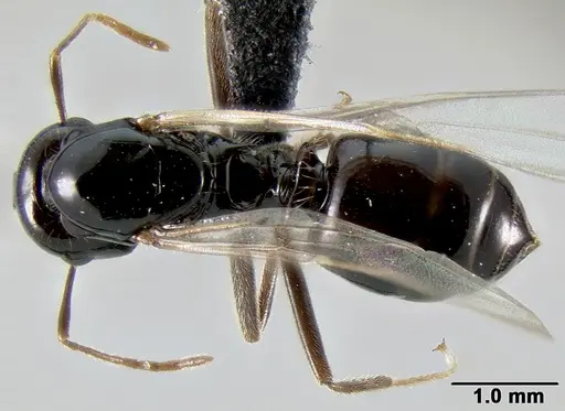 Crematogaster ranavalonae - CASENT0114271