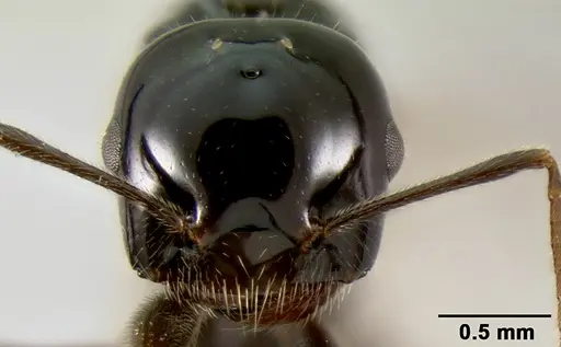 Crematogaster ranavalonae - CASENT0114271