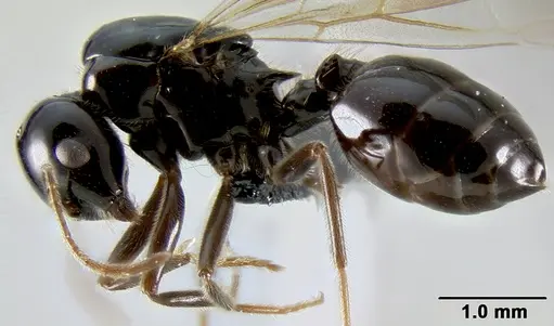 Crematogaster ranavalonae - CASENT0114271