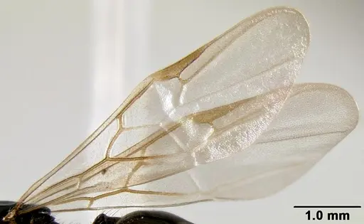 Crematogaster ranavalonae - CASENT0114271