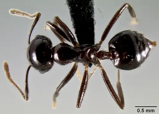 Crematogaster ranavalonae - CASENT0141548