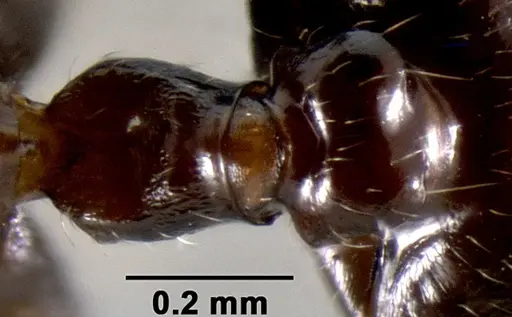 Crematogaster ranavalonae - CASENT0141548