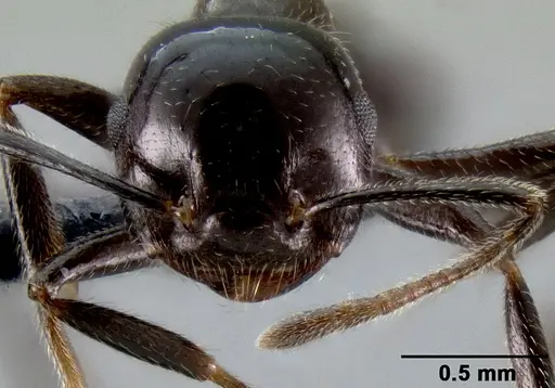 Crematogaster ranavalonae - CASENT0141548