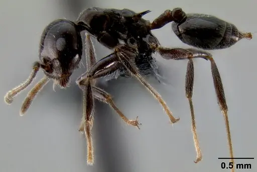 Crematogaster ranavalonae - CASENT0141548