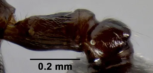 Crematogaster ranavalonae - CASENT0141548
