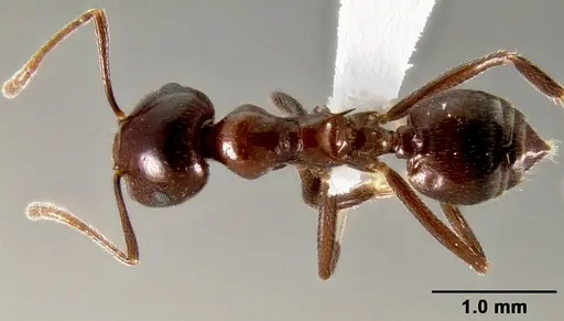 Crematogaster ranavalonae - CASENT0193205