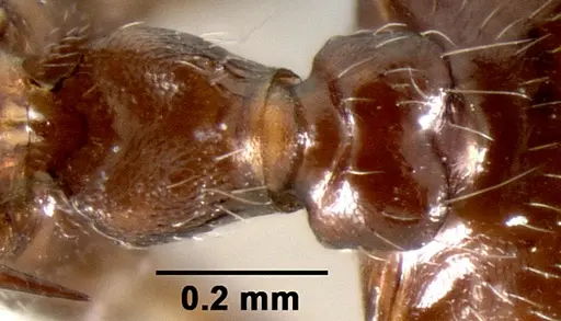 Crematogaster ranavalonae - CASENT0193205