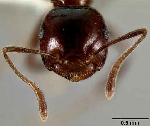 Crematogaster ranavalonae - CASENT0193205