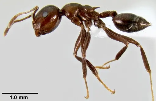 Crematogaster ranavalonae - CASENT0193205