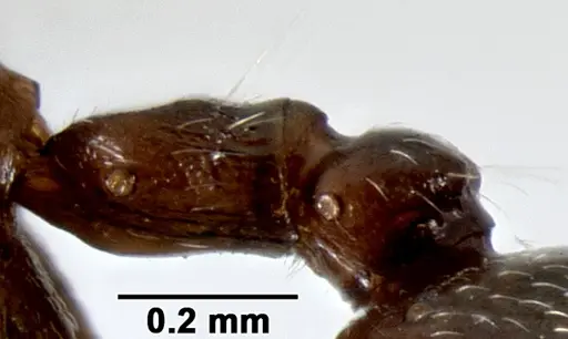 Crematogaster ranavalonae - CASENT0193205