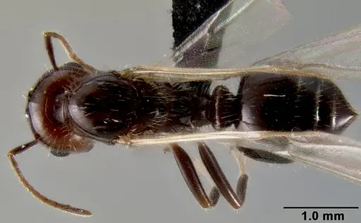 Crematogaster ranavalonae - CASENT0193239