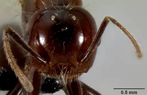 Crematogaster ranavalonae - CASENT0193239