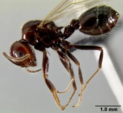 Crematogaster ranavalonae - CASENT0193239