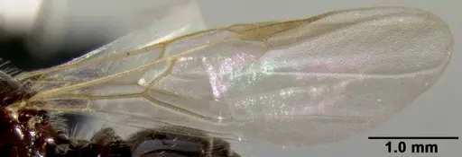 Crematogaster ranavalonae - CASENT0193239