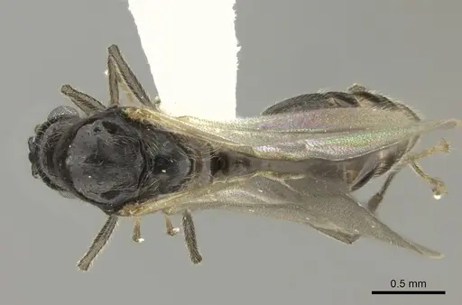 Crematogaster ranavalonae - CASENT0193263