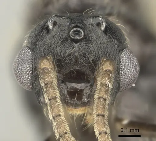 Crematogaster ranavalonae - CASENT0193263